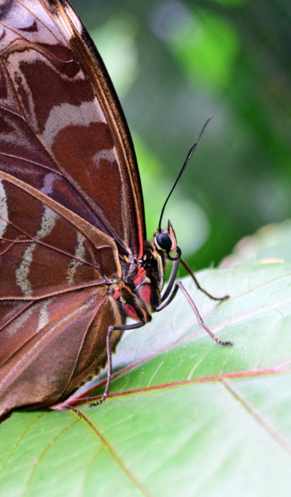 Красивая бабочка Морфо Пелеида на листе 
