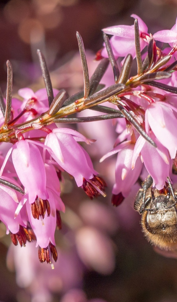 Пчела на ветке с розовыми цветами 