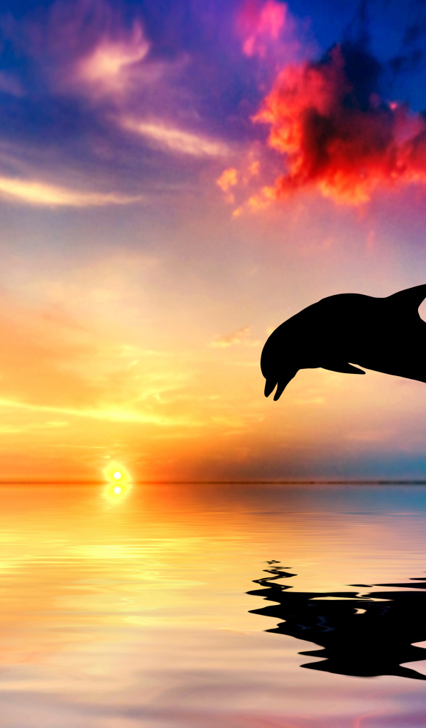 Прыжок дельфина из воды в океане на закате солнца