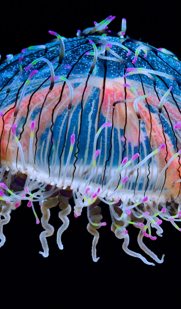 Красивая разноцветная медуза на черном фоне