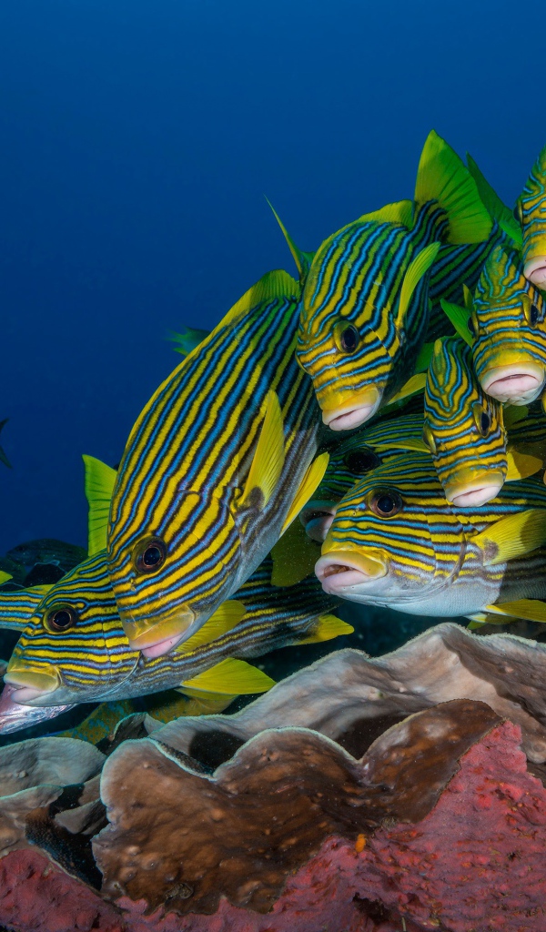 Косяк разноцветных рыб под водой