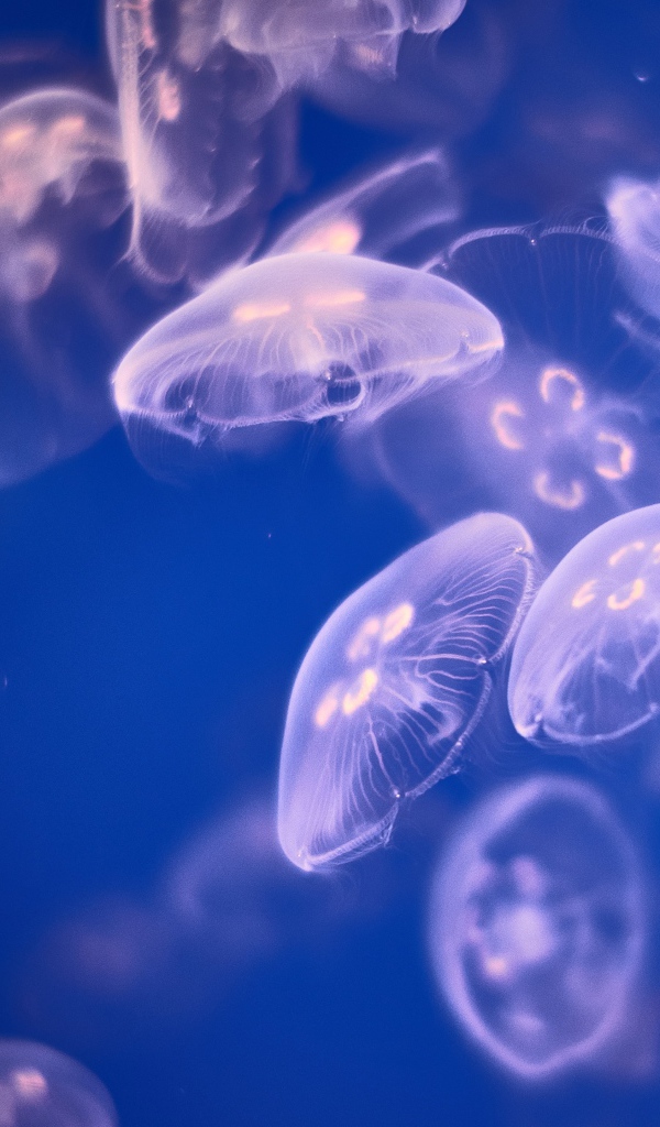 Медузы Аурелии  в воде 