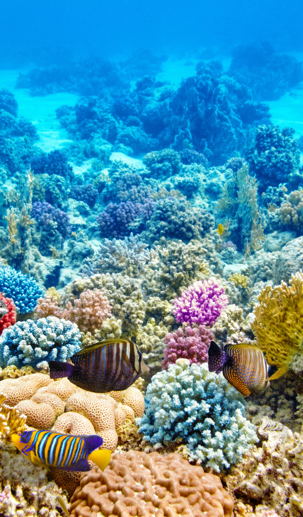 Разноцветные морские рыбы и кораллы под водой