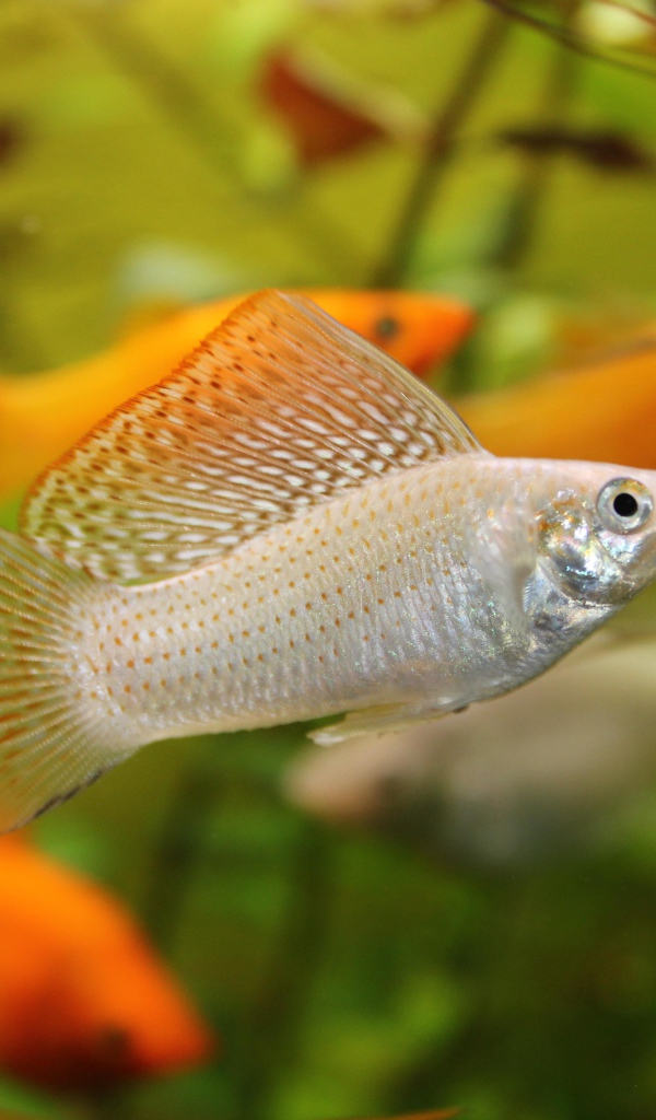 Серебристая аквариумная рыбка Моллинезия 