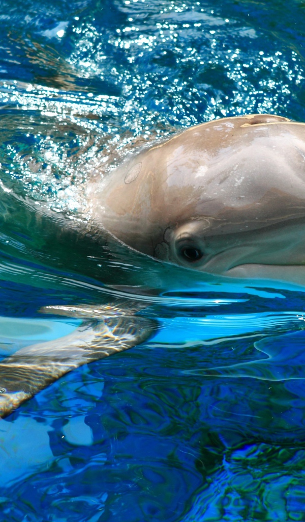 Милый дельфин плавает в воде