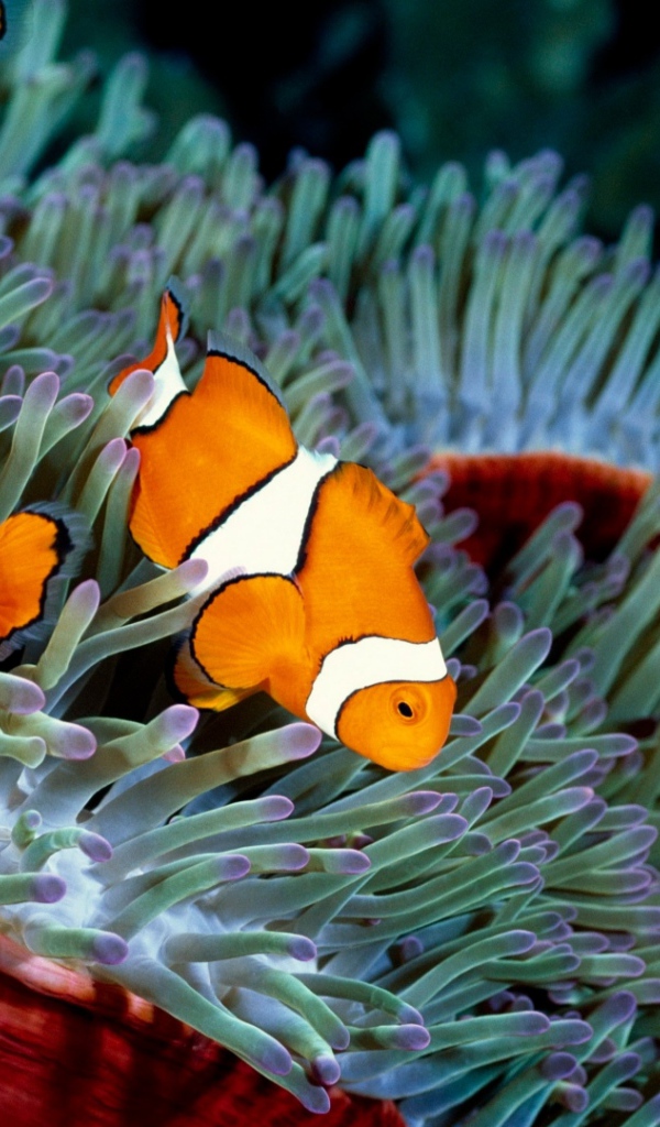 Три рыбы-клоуна в водорослях 