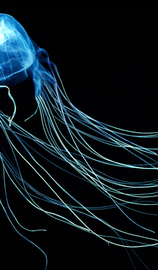 Необычная синяя Австралийская медуза на черном фоне