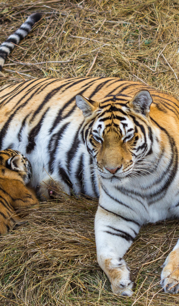 Большая красивая тигрица с детенышем