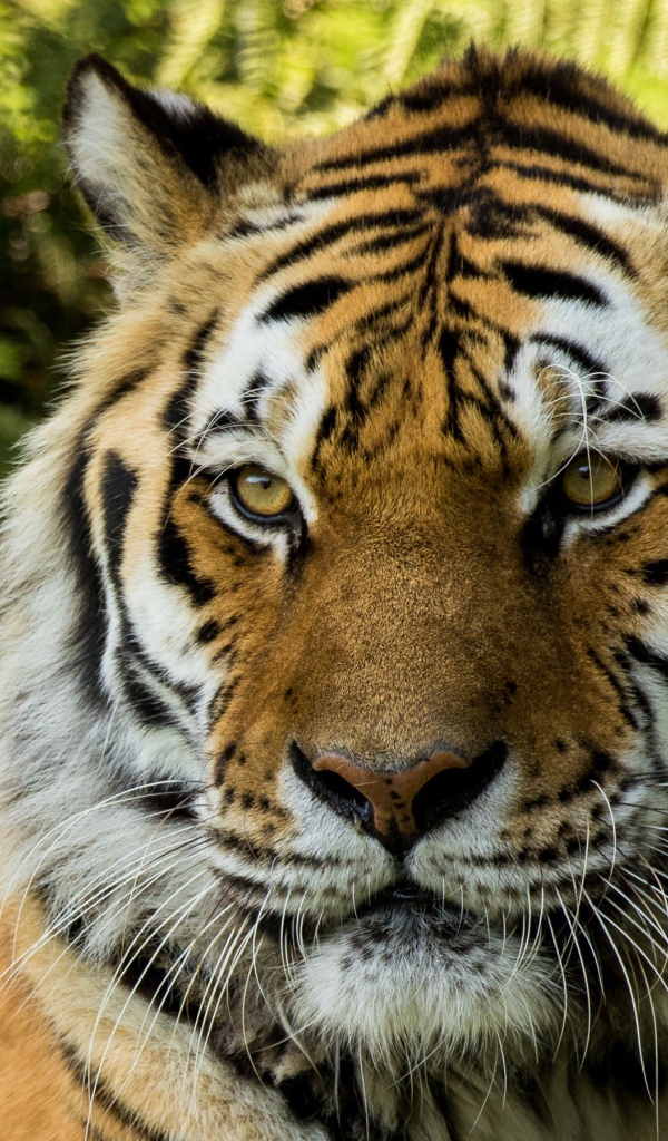 Большой сибирский тигр 