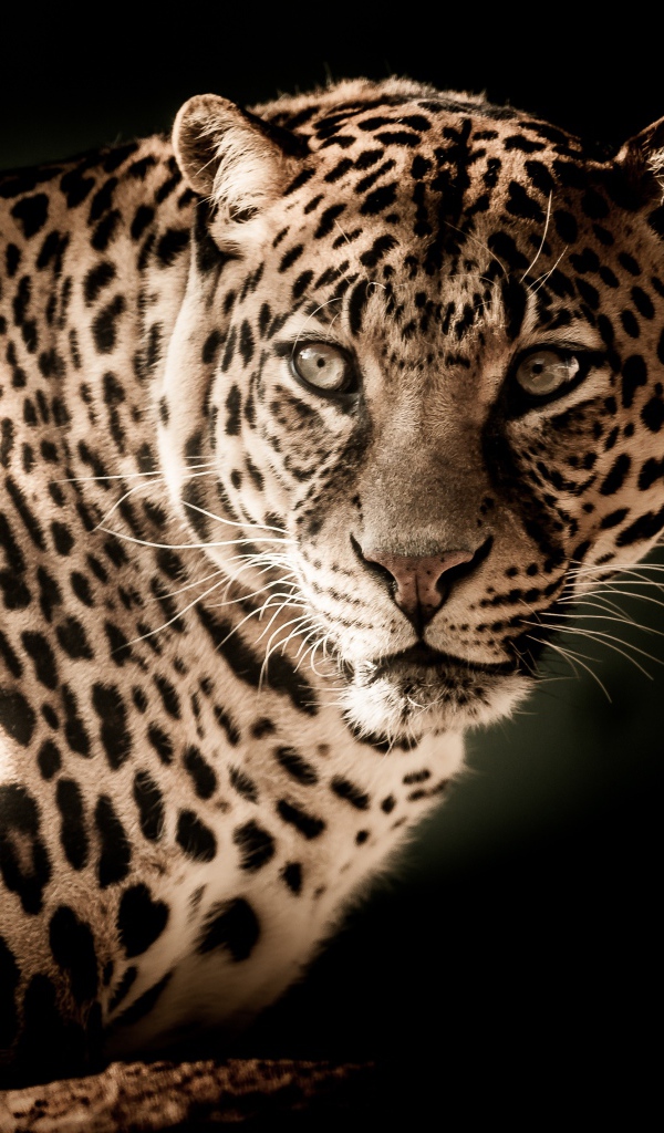 Серьезный взгляд большого леопарда