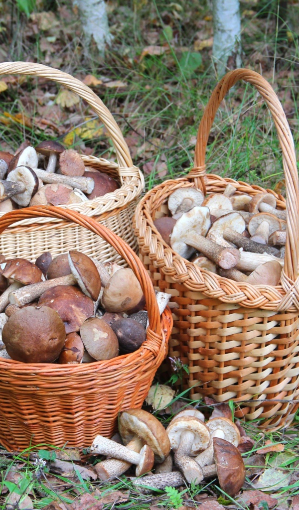 Three baskets with mushrooms in the forest