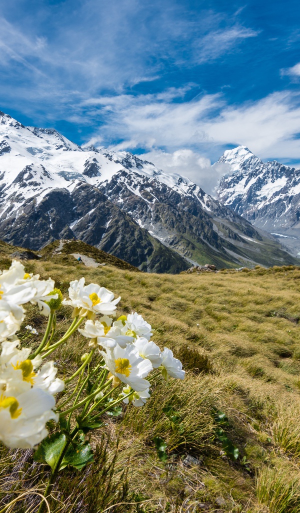 Flowers of buttercup on mount Mount Cook, National Park in New Zealand