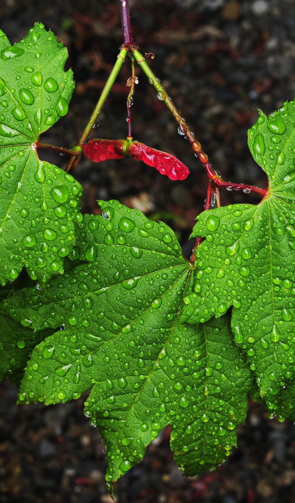 Зеленые листья клена в каплях дождя 