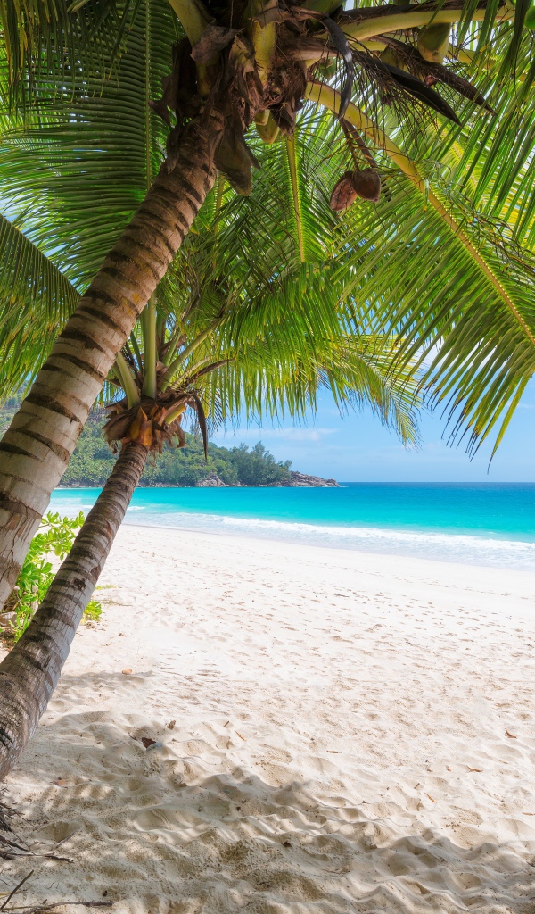 Зеленые пальмы на белом песке на берегу океана в тропиках