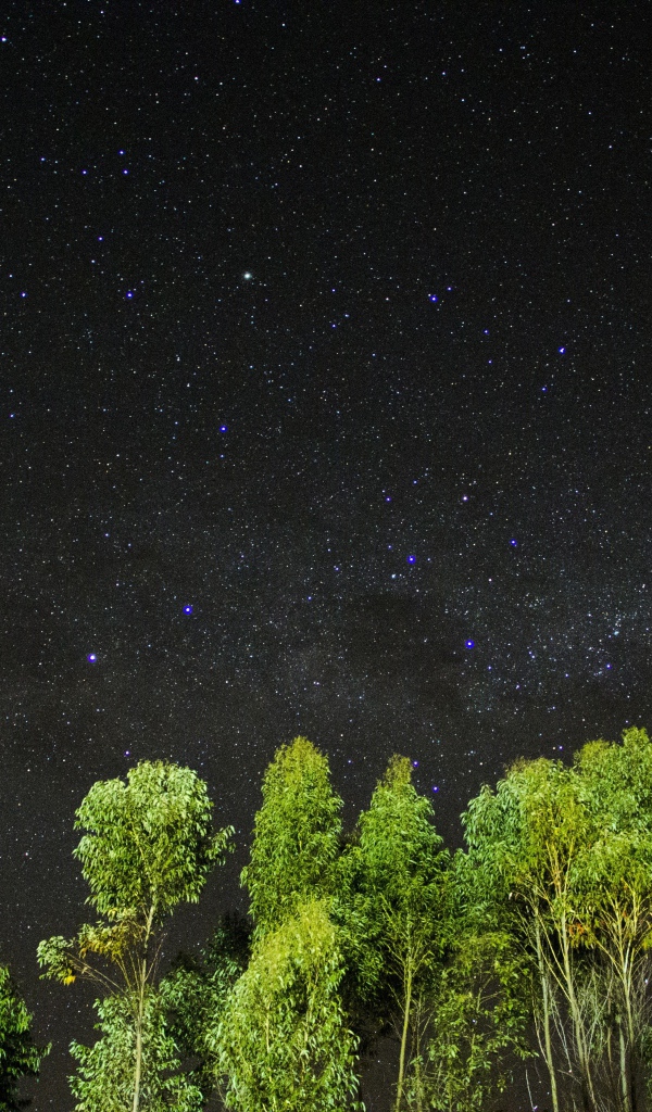 Зеленые верхушки деревьев на фоне звездного неба