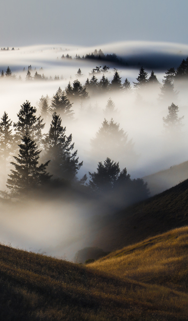 Утренний туман покрыл деревья и холмы
