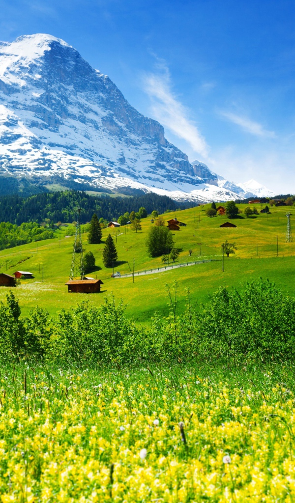 Полевые цветы и зеленые луга на фоне гор и голубого неба,  Швейцария