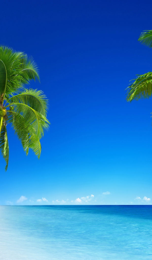 Зеленые пальмы на фоне голубого горизонта 