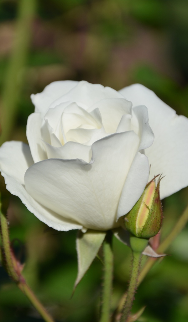 Нежная белая садовая роза 