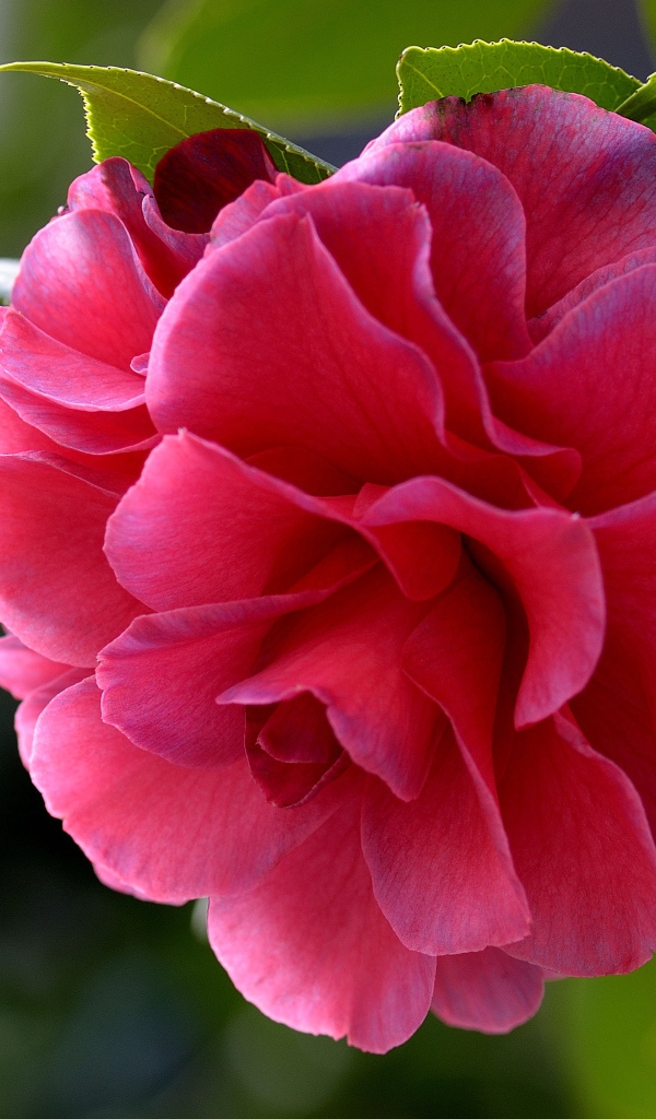 Красивый нежный розовый цветок камелия 