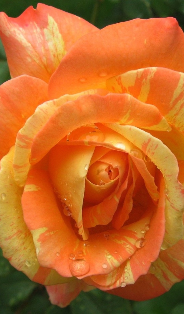 Красивая оранжево - желтая роза в каплях росы 