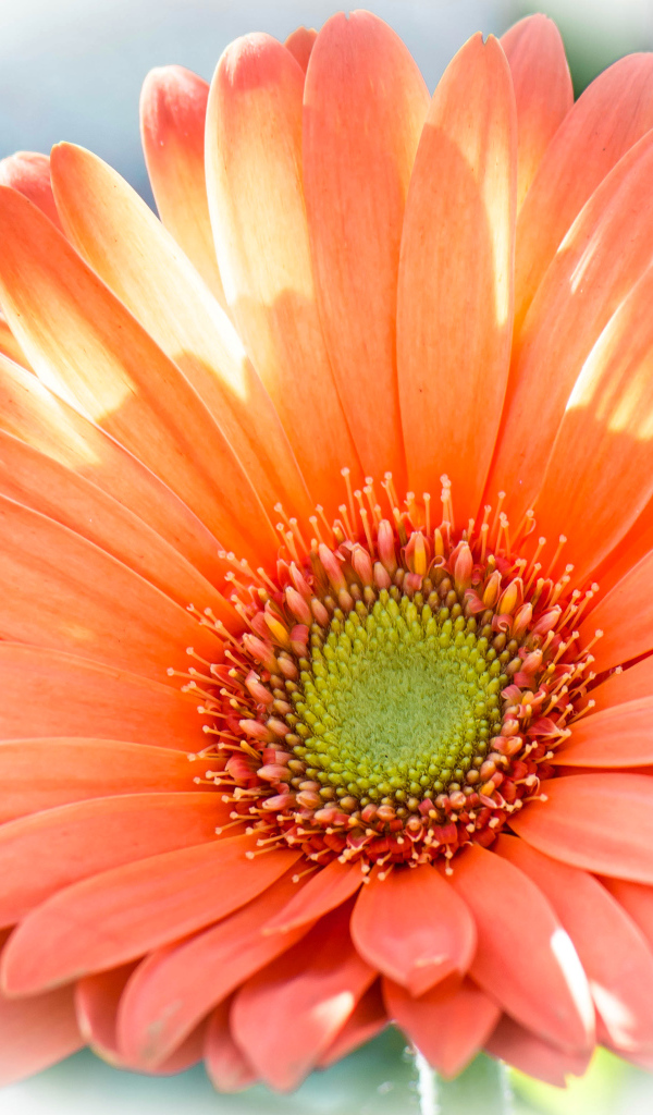 Красивый оранжевый цветок гербера крупным планом 