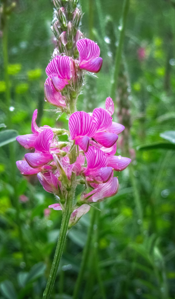 Красивый полевой розовый цветок в каплях росы