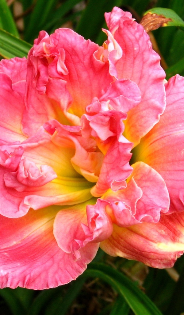 Красивая розовая лилия с бутоном крупным планом
