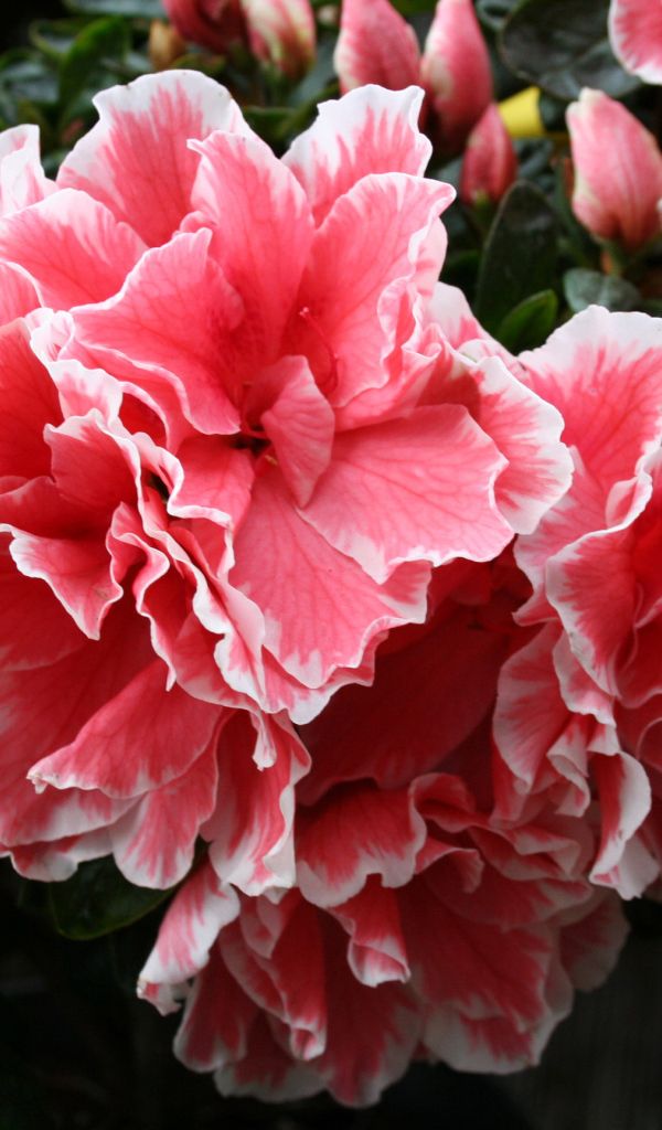 Красивый розовый цветок рододендрон 