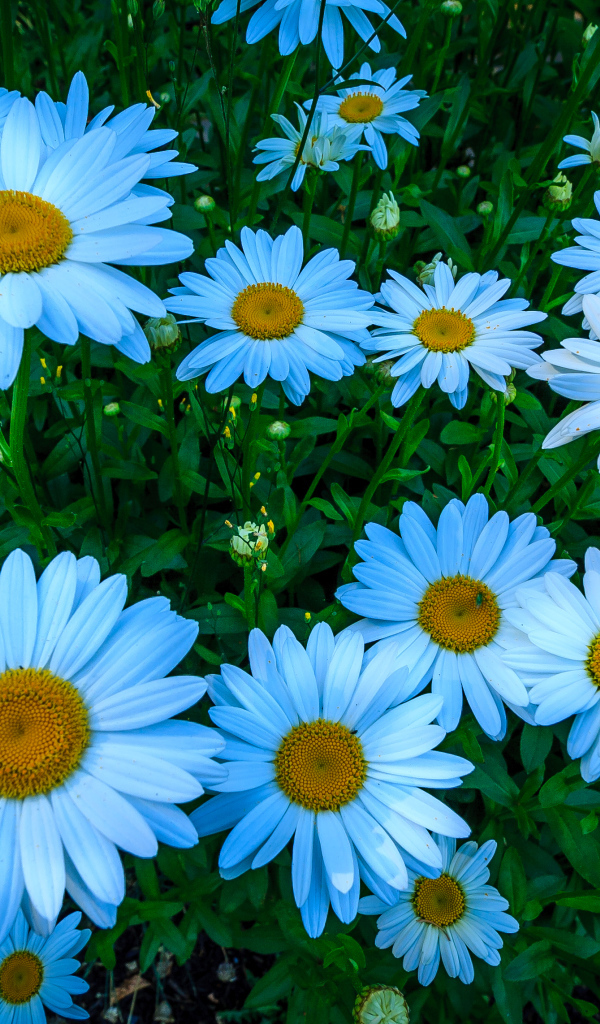 Beautiful white daisy flowers on a flower bed