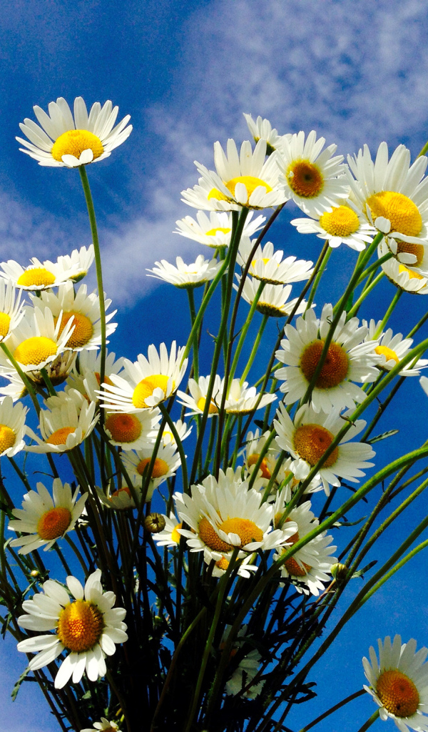 Красивые белые полевые ромашки на фоне голубого неба