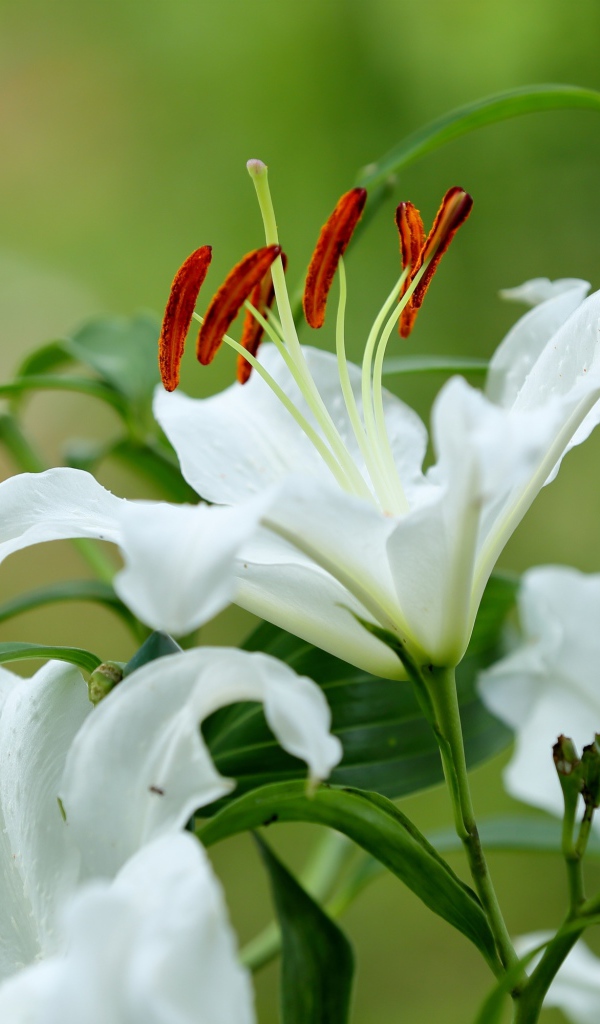 Beautiful white lily flower with buds and green leaves