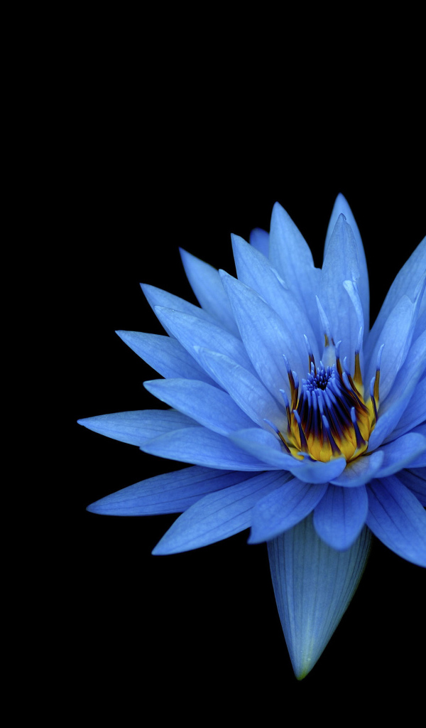Голубой цветок лотоса на черном фоне 