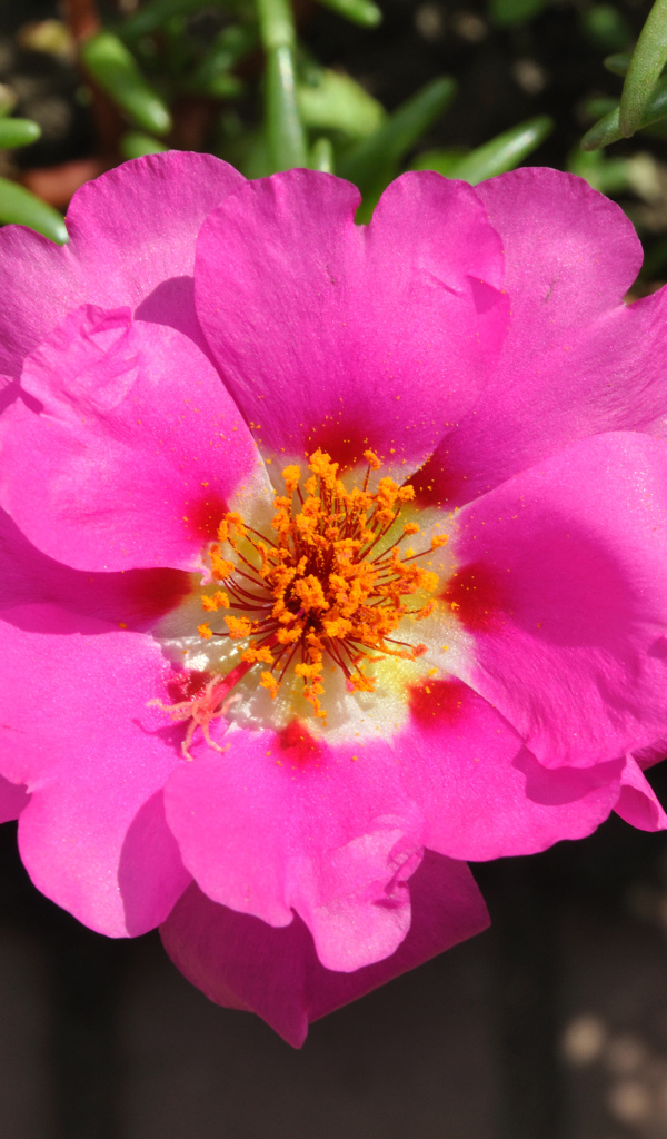 Нежный розовый цветок портулак вблизи