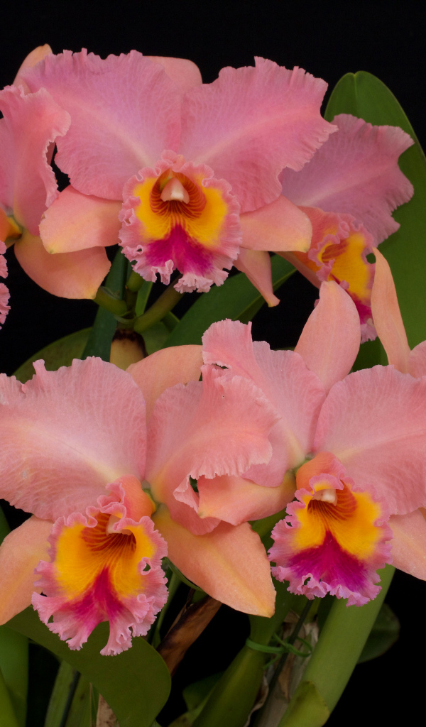 Нежные розовые орхидеи крупным планом на черном фоне
