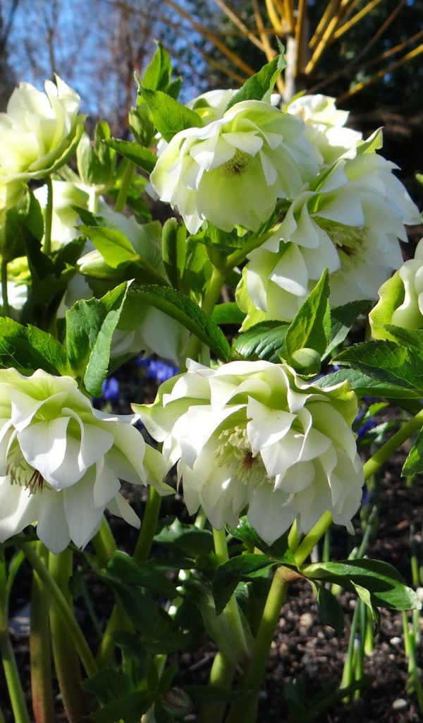 Нежный белый цветок морозник крупным планом