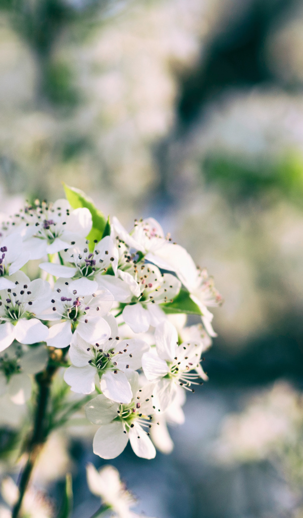 Нежные белые цветы на весеннем дереве 