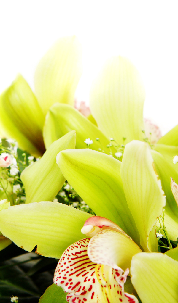 Экзотические цветы орхидеи крупным планом на белом фоне