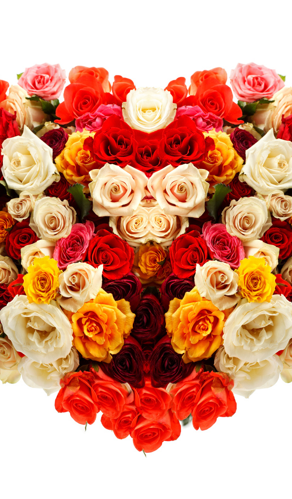 Сердце из разноцветных роз на белом фоне
