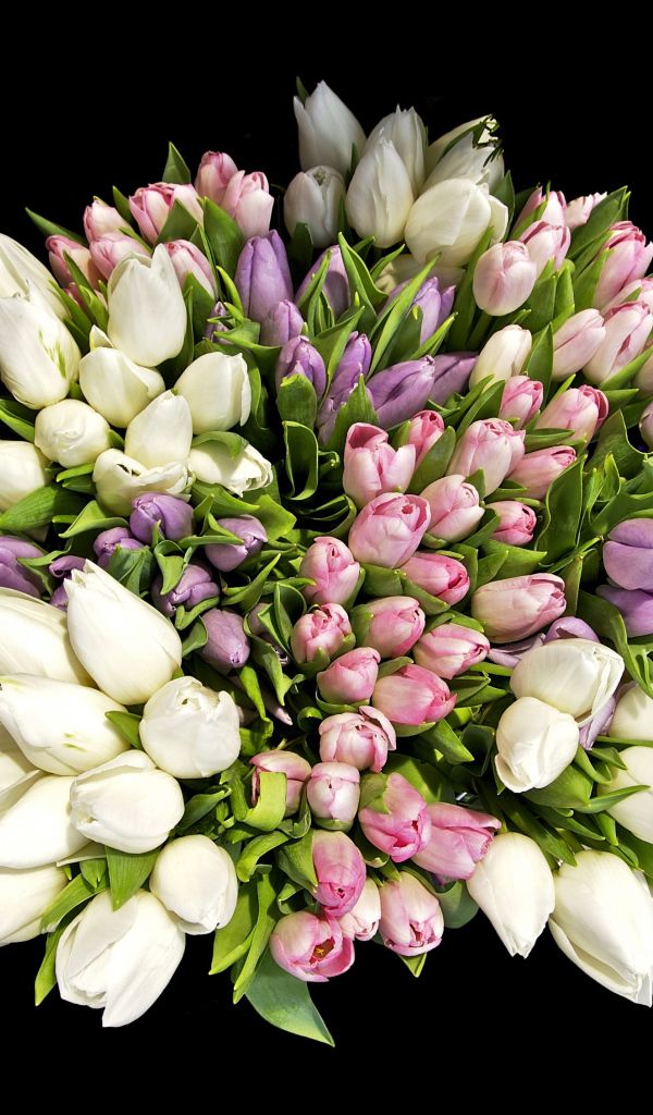 Большой красивый букет разноцветных тюльпанов на черном фоне