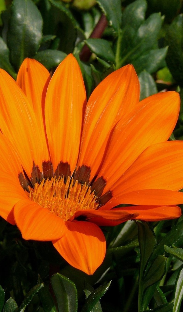 Оранжевый цветок газания крупным планом