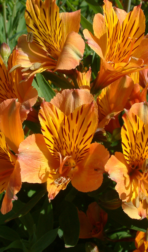 Orange flowers alstroemeria close-up