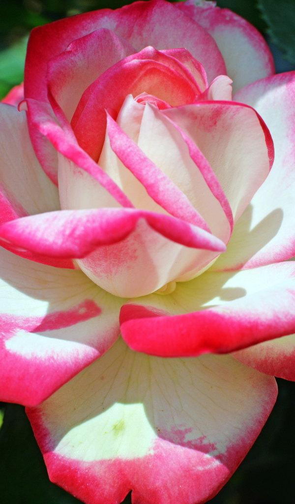Розово -белая роза крупным планом 