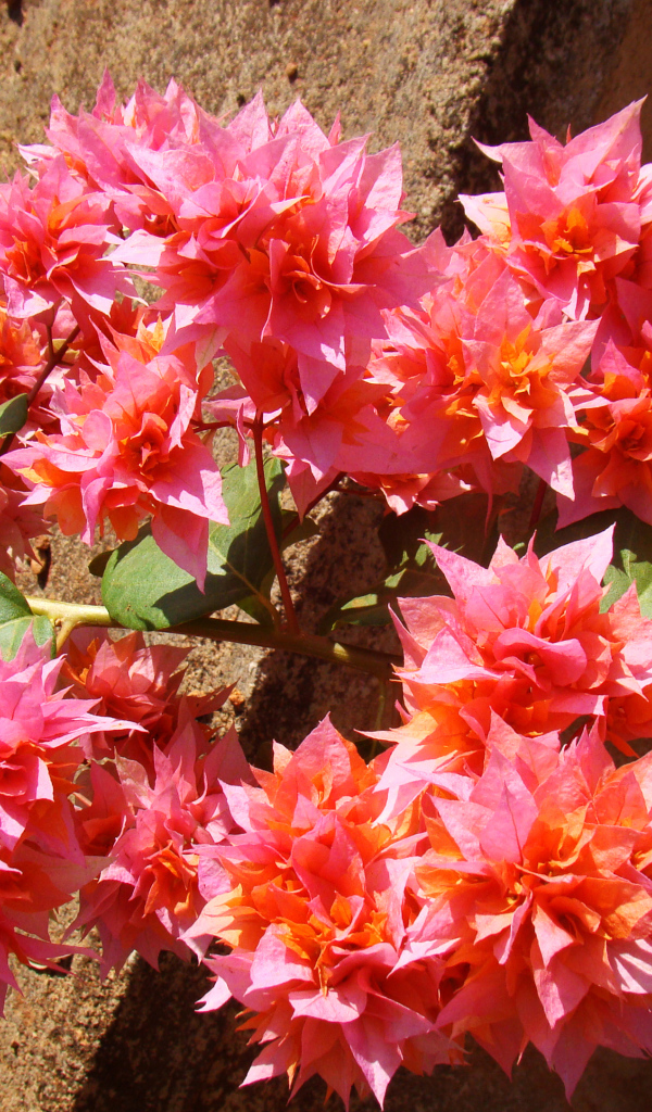 Розовые цветы бугенвиллия крупным планом