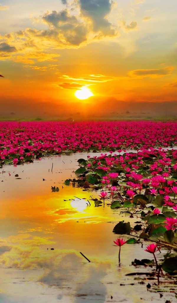 Озеро розовых лотосов на фоне закатного неба  