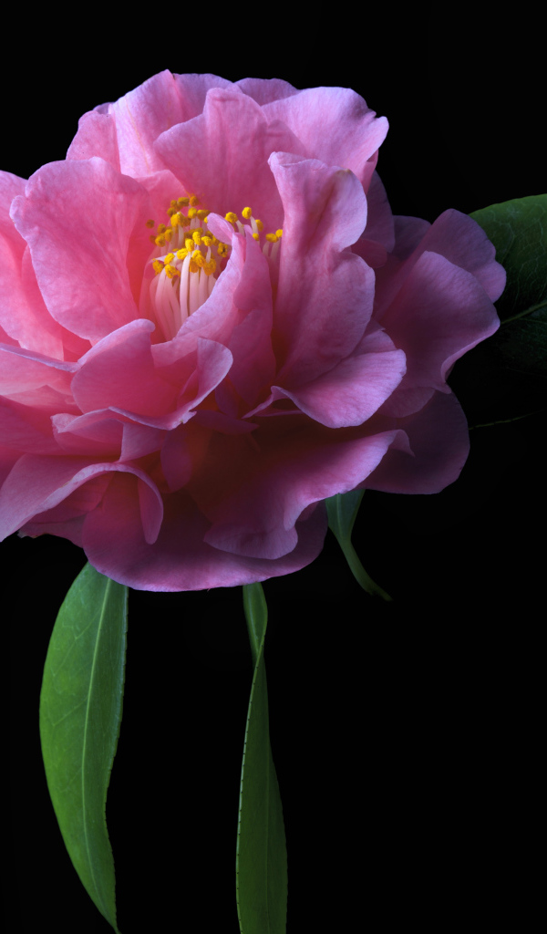 Розовый цветок камелия на черном фоне крупным планом