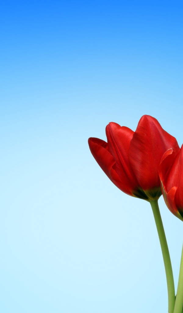 Два красных и белый тюльпан на голубом фоне