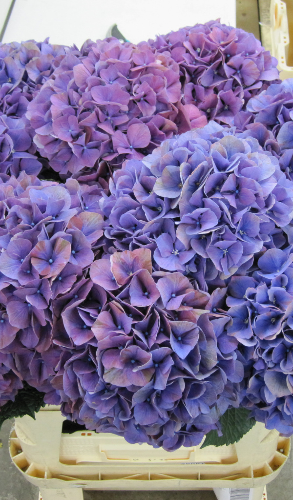 Фиолетовые цветы Гортензия крупным планом 