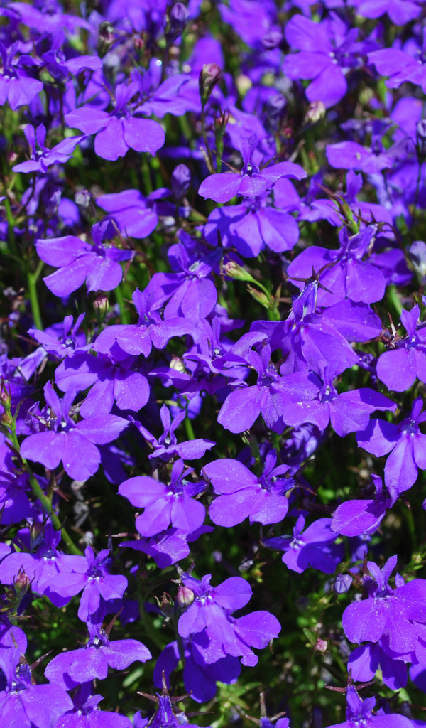 Фиолетовые цветы лобелия крупным планом