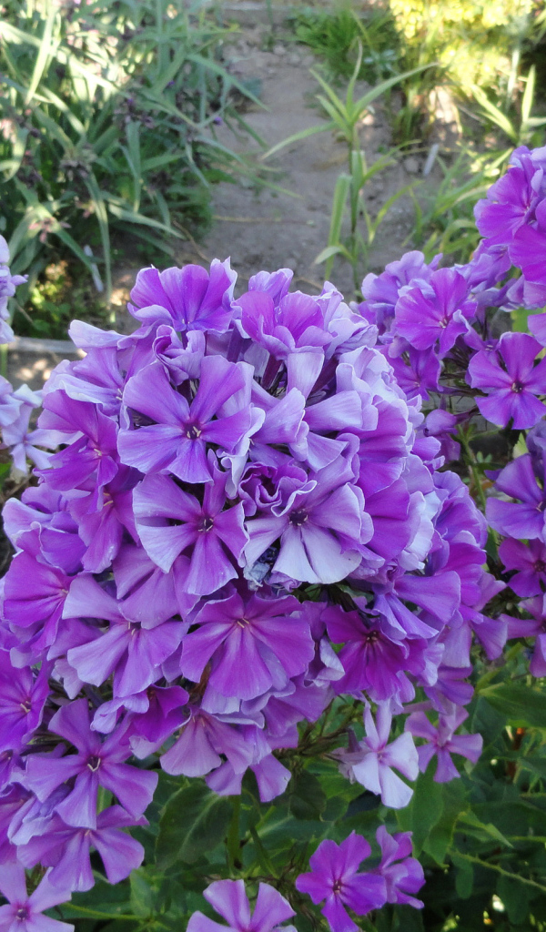 Фиолетовые цветы флоксы на клумбе крупным планом